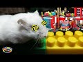 HAMSTER MAZE with Obstacle Course / 5-уровневый Лабиринт для хомяка