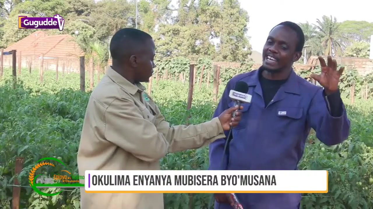 okulima enyanya mubisera byo'musana