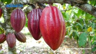 ÇİKOLATANIN YOLCULUĞU  CHOCOLATE WAY screenshot 5