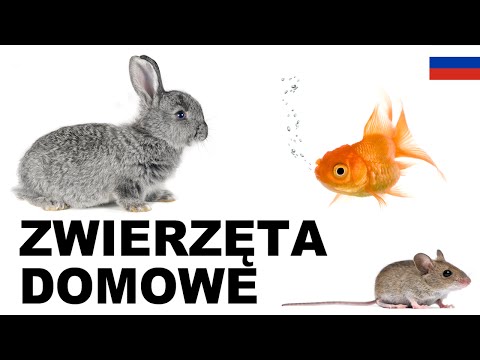 Видео: Yрок польского языка - Домашние животные 2 (Zwierzęta domowe)