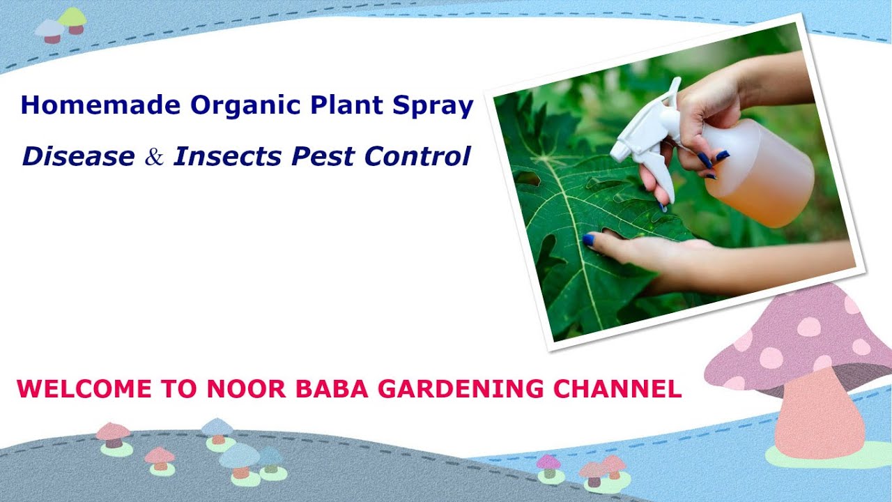 Homemade Organic Plant Spray Insects Disease control YouTube