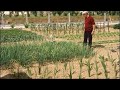 Le potager de Bonsecours en 1984