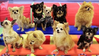 Cute Chihuahua Dogs Show Fun Tricks (Super Cute!)