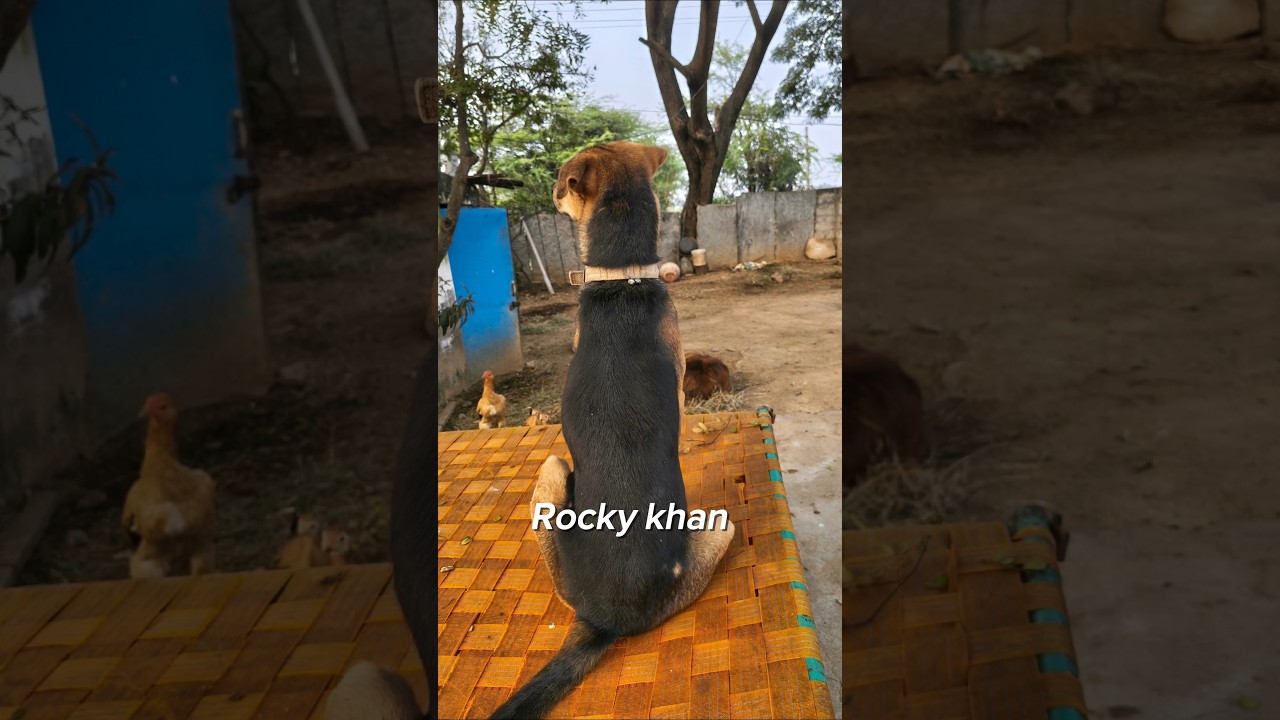 Rocky khan edit#edit #dog #capcut #trending #viral #cinematic #beautiful #explorepage #explore #fyp