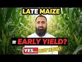Get Early Maize Yield in Late Sowing | Bilal Kanju Official 