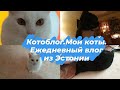 Ежедневный влог.Мои коты.Видеосборник о моих котах.Чем я кормлю свою семью. Домашний влог из Эстонии