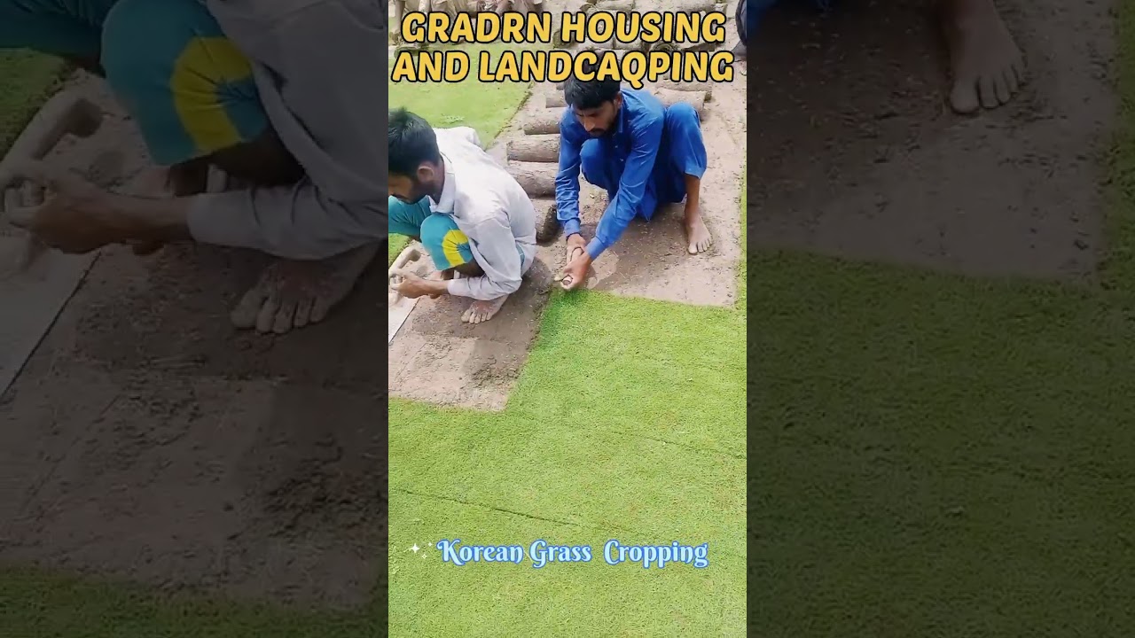 Korean Grass F 1 Qauilty  Available Hain