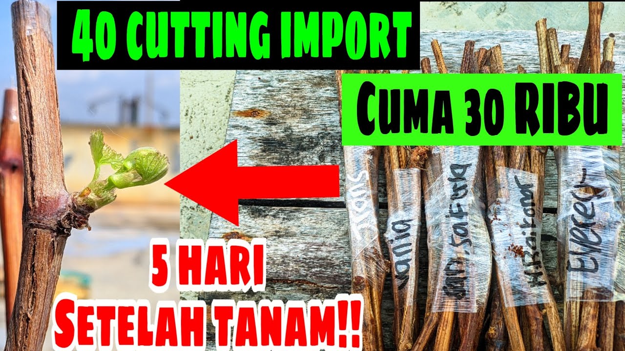 CARA MENANAM ANGGUR IMPORT DARI CUTTING YANG DI BELI SECARA ONLINE‼️🍇