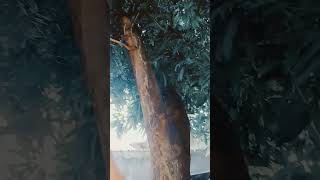 explorando a floresta do elfos