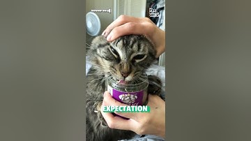 Catnip | Expectation vs Reality