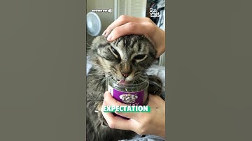 Catnip | Expectation vs Reality
