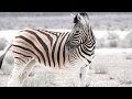 Etosha Nationalpark Namibia - Weltreise | VLOG #179
