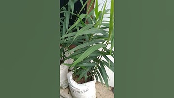 Jahe Merah Organik #Jahemerah#organic#short