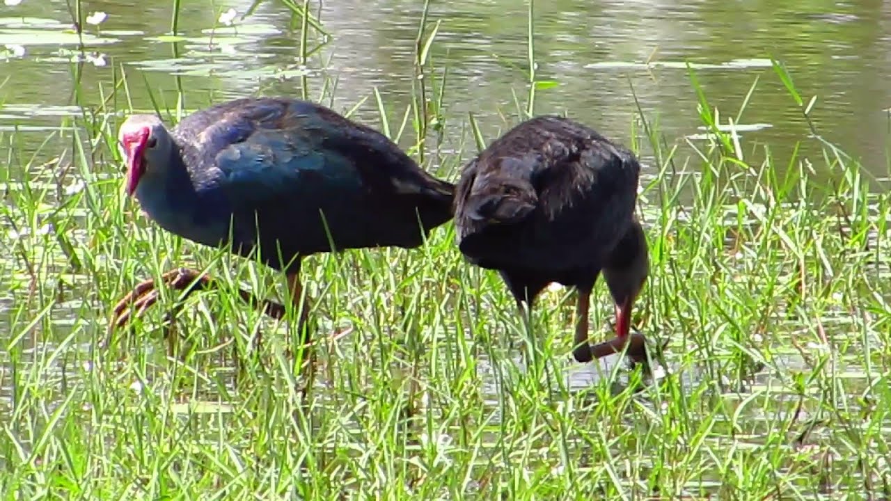 Beautiful Water Birds - The PURPLE SWAMP-HEN