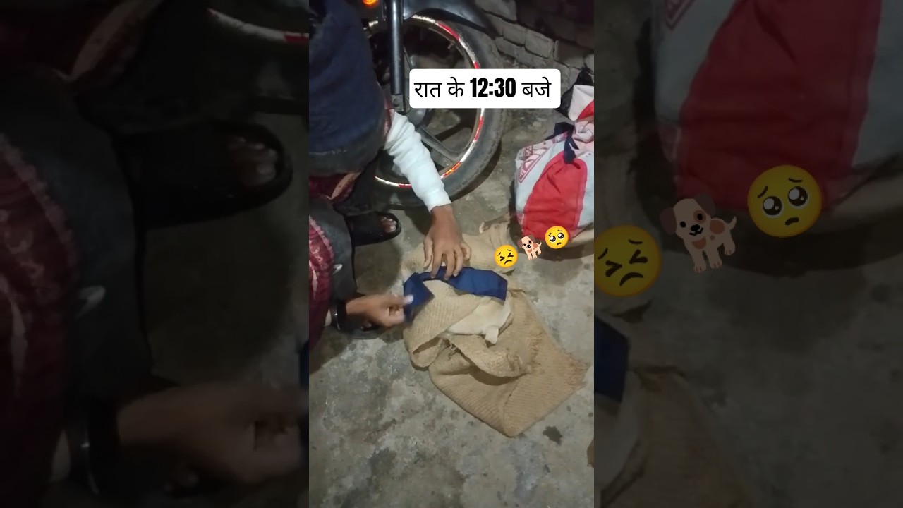 Help OF Dog 😣💔.. 12:00 .AM..#dog #help #viralshort #subscribe #like #comment | Dog lover 💞..