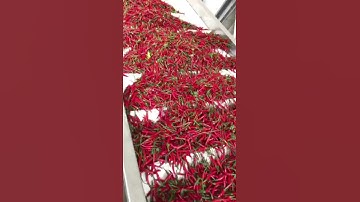 Angelon double layer belt type chili color sorting machine to separate red chili/jasmine@ajlong.cn