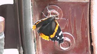 Van Life Adventures With Luna Van By The Butterfly Fields