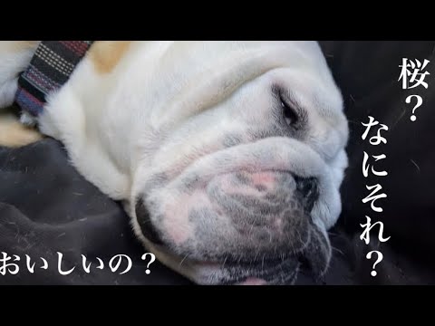 【おはぶる】近所の桜スポットへ強制的に連れ出されるが、秒で飽きるブルドッグのぶるまる&まるこ