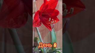 Этот цветок- предвестник тепла и весны! Всем мира и добра! #shortsvideo #весна2024 #love