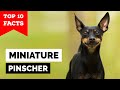 Miniature pinscher  top 10 facts