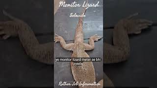 Monitor Lizard || गोह #monitorlizard #goh varanus #trending #shorts #viral