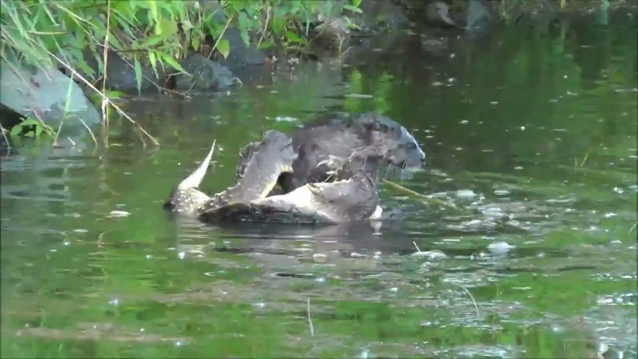 River Otter vs Snapping Turtle warning   disturbing content