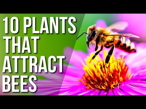 Video: How To Atttract Bees: Growing A Honeybee Garden