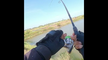 câu cá lóc vuông p6 #caucaloc #vinhrom #fishing