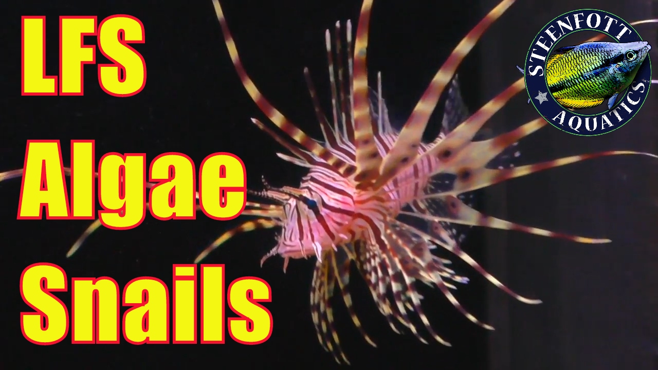cichlid aquarium plants Aquarium Adventure Day 8 🐠 Quick Trip to LFS 🐠 Blue Green Algae 🐠 Mystery Snails 🐠