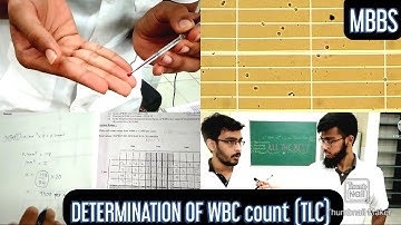Determination of WBC count (TLC -Total leucocyte count) | MUHS | #mbbs #practical #hematology