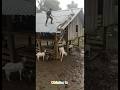 #funny #comedy #shorts #viral #ai #agt #trending #youtubeshorts #trending #shortvideo #subscribe