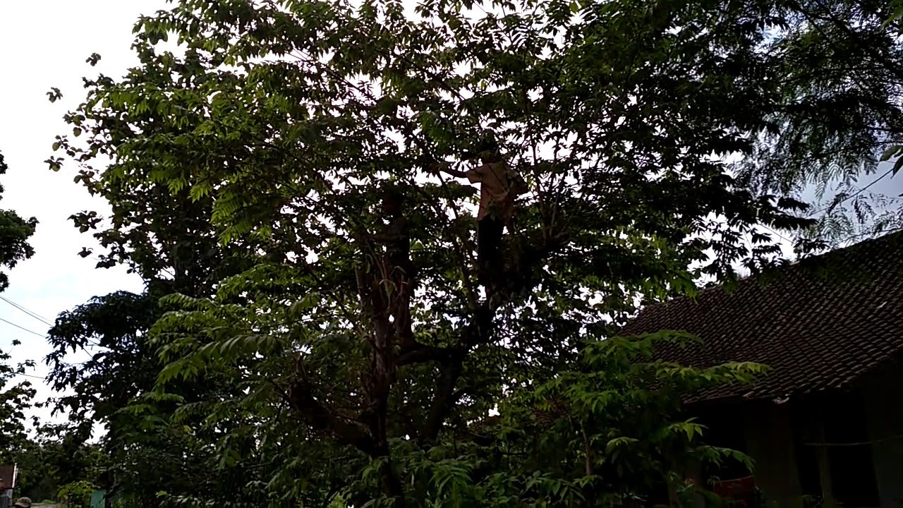 Penikmat buah talok 