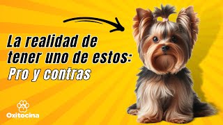 YORKSHIRE TERRIER: VENTAJAS Y DESVENTAJAS de tener uno.