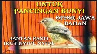 OPIOR JAWA GACOR_UNTUK PANCINGAN BUNYI OPIOR JAWA BAHAN@KICAU_CHANEL24