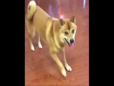 Dogs  fanny dancing Haddaway - What Is Love ( itlerin sen  reqsi)