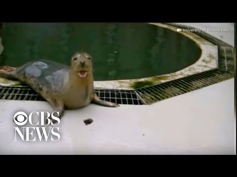 Seals learn to sing "Star Wars" song and copy human sounds