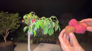 Lychee: 1st Time Tasting Longan Lychee Hybrid & other Varieties. Profile