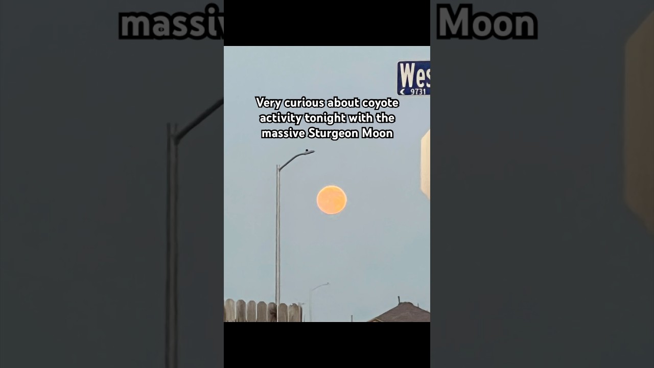Sturgeon Moon and coyote activity 
