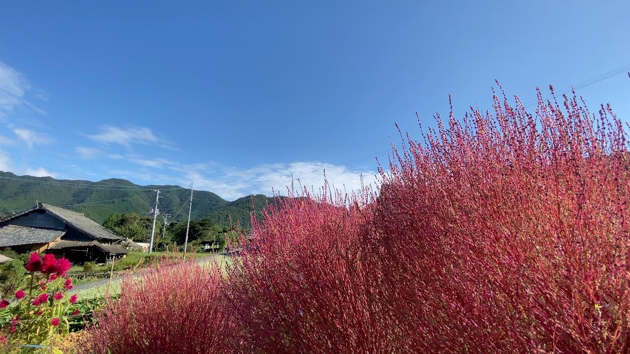21 09 29 秋蕎麦の白い花が咲く石畳の風景 その３ 愛媛県内子町 Youtube