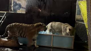 Львица Груша принимает ванну