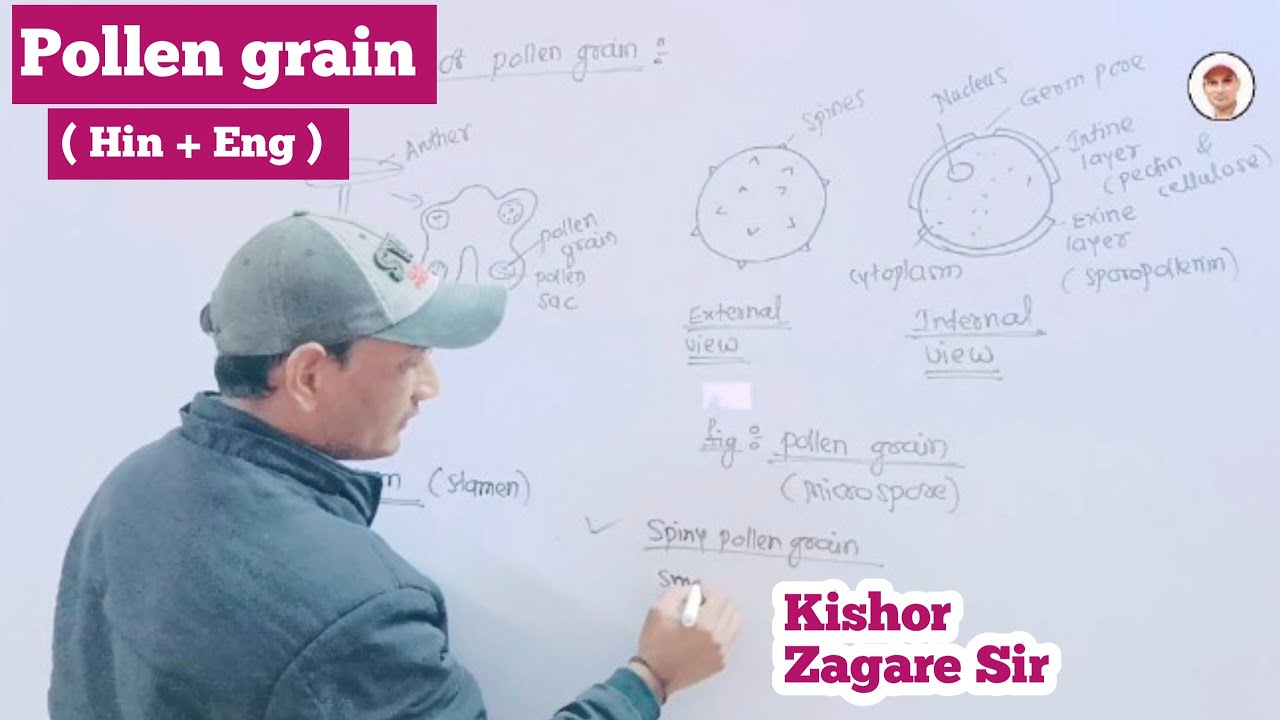 What is Microspore | Pollen grain | Structure & function |Hin + Eng |Class 12 |Biology | Kishor sir