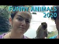 Funny Animals 2020 || Funny Videos