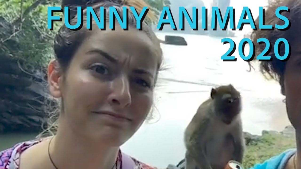 Funny Animals 2020 Funny Videos YouTube