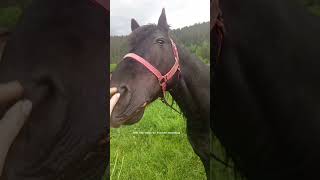 My opinion on the horse tethering as someone who does tether her horse #horsewelfare