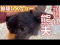 【繁殖屋崩壊】レスキューした熊夫くん心のリハビリ