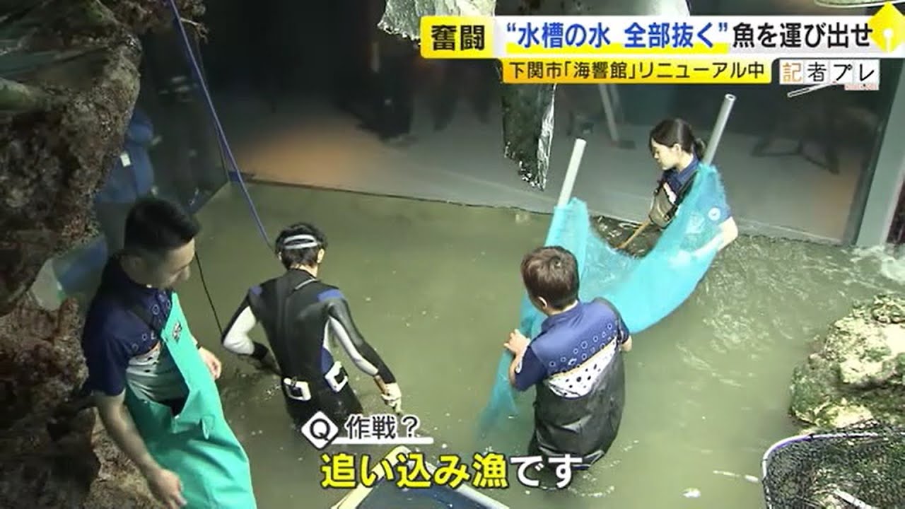 水族館の水ぜんぶ抜く　魚の「引っ越し」に密着　300匹をバケツリレーで10時間   “海のギャング”対策で麻酔銃も…開館以来初の大リニューアル　／　(2025/04/21 OA)