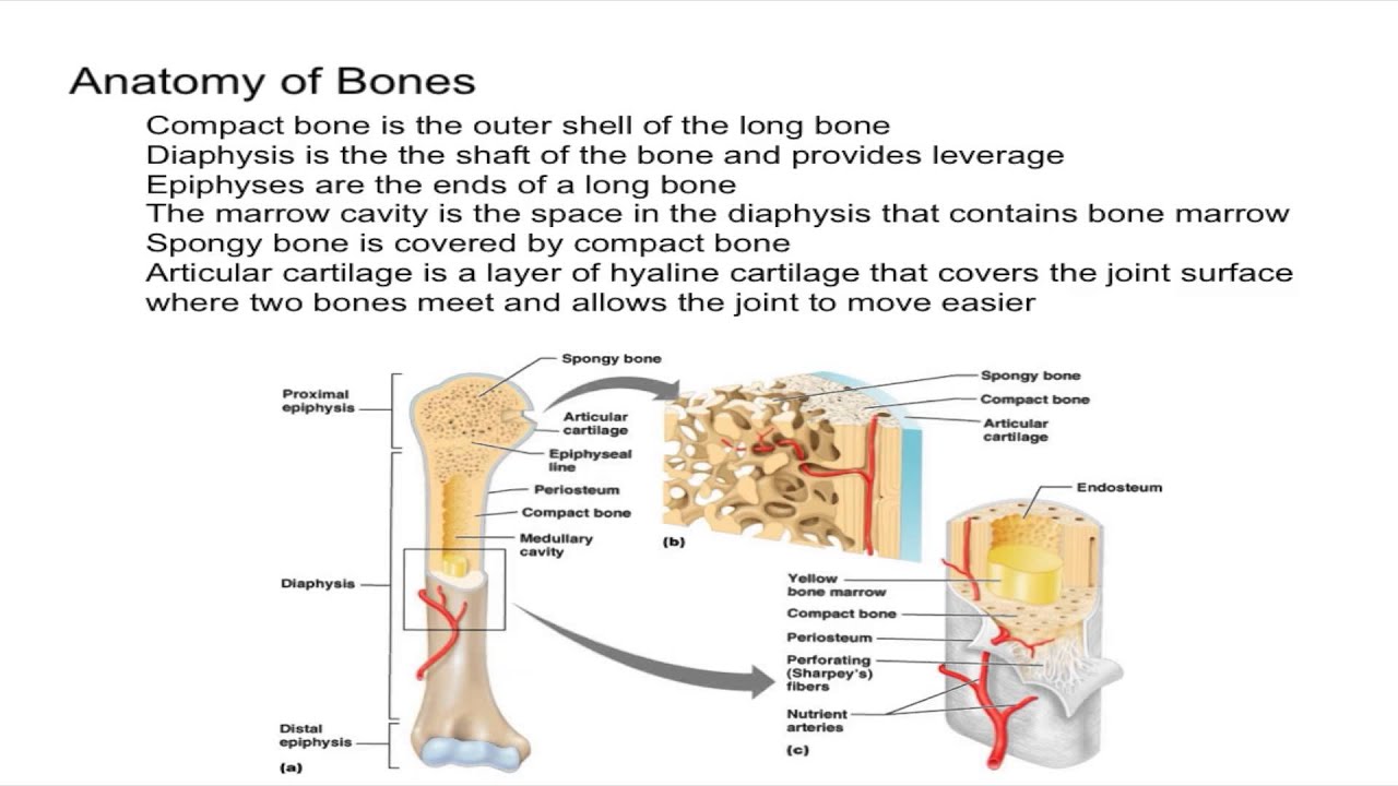 Anatomy of Bones - YouTube
