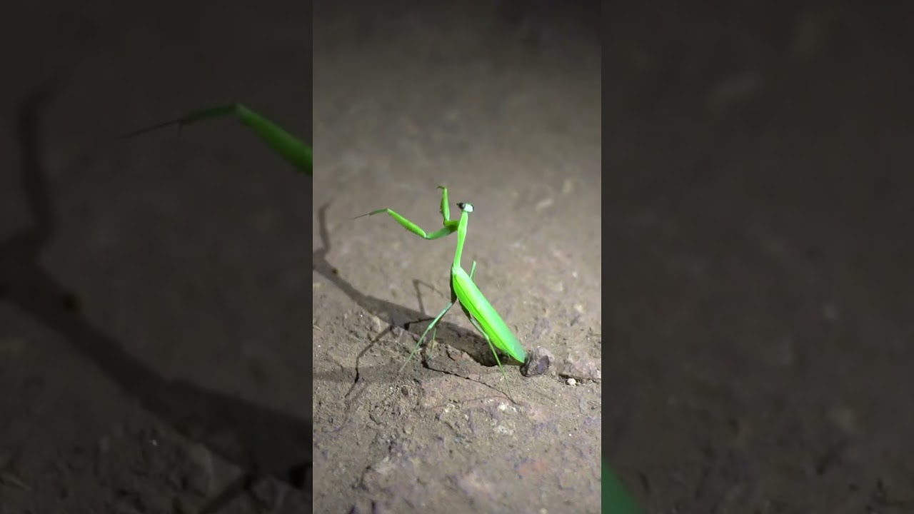 Mantis in India
