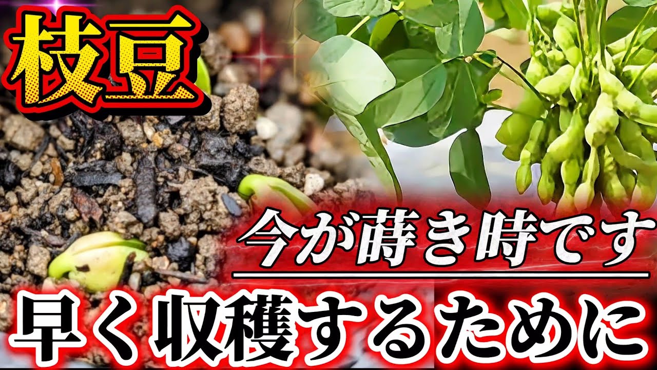 【枝豆】早く収穫するためにやるべき事は種蒔きです！！今の時期に発芽させるには〇〇して。