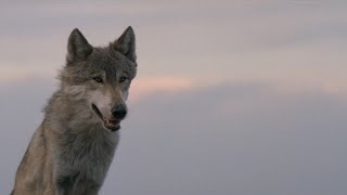 Dances with Wolves | Dunbar Meets 'Two Socks' | A Timeless Bond